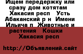 Ищем передержку или сразу дом котятам - Хакасия респ., Усть-Абаканский р-н, Имени Ильича п. Животные и растения » Кошки   . Хакасия респ.